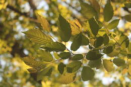 Image of Carpinus tropicalis (Donn. Sm.) Lundell