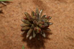 Image of Pistorinia breviflora Boiss.