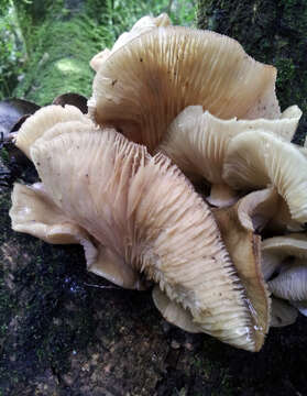 Image of Armillaria novae-zelandiae (G. Stev.) Boesew. 1977