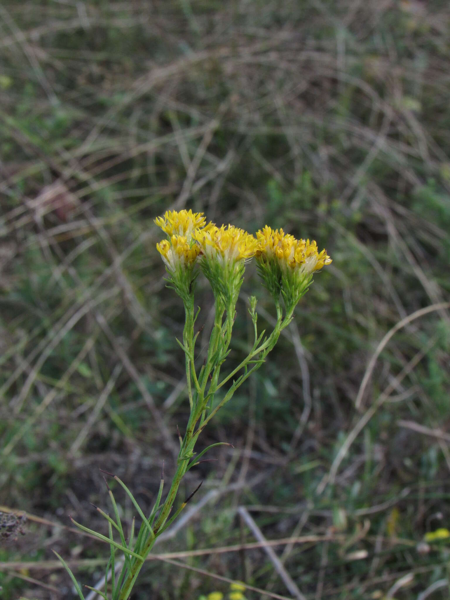 صورة Galatella linosyris (L.) Rchb. fil.