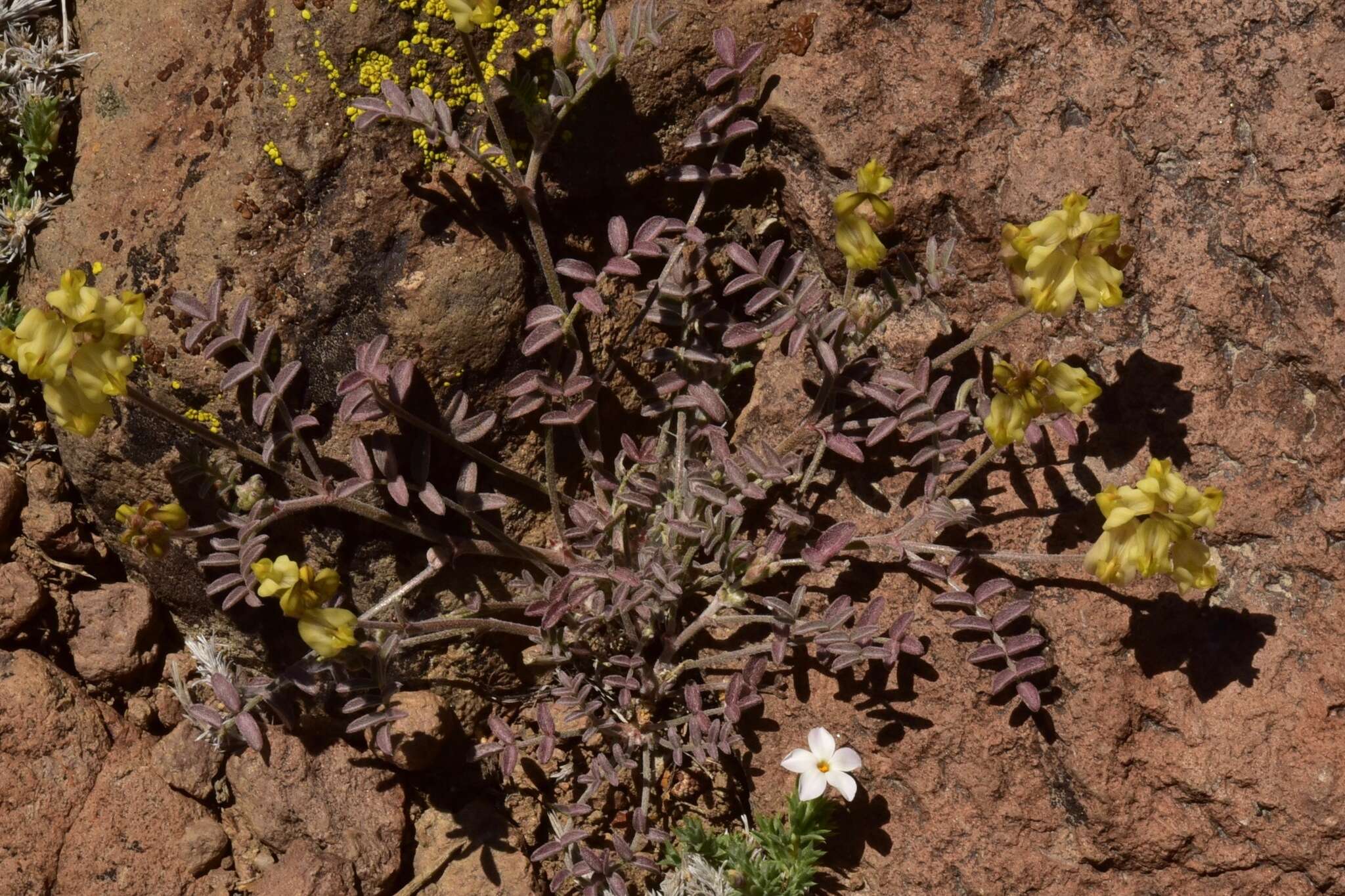 Sivun Astragalus obscurus S. Wats. kuva