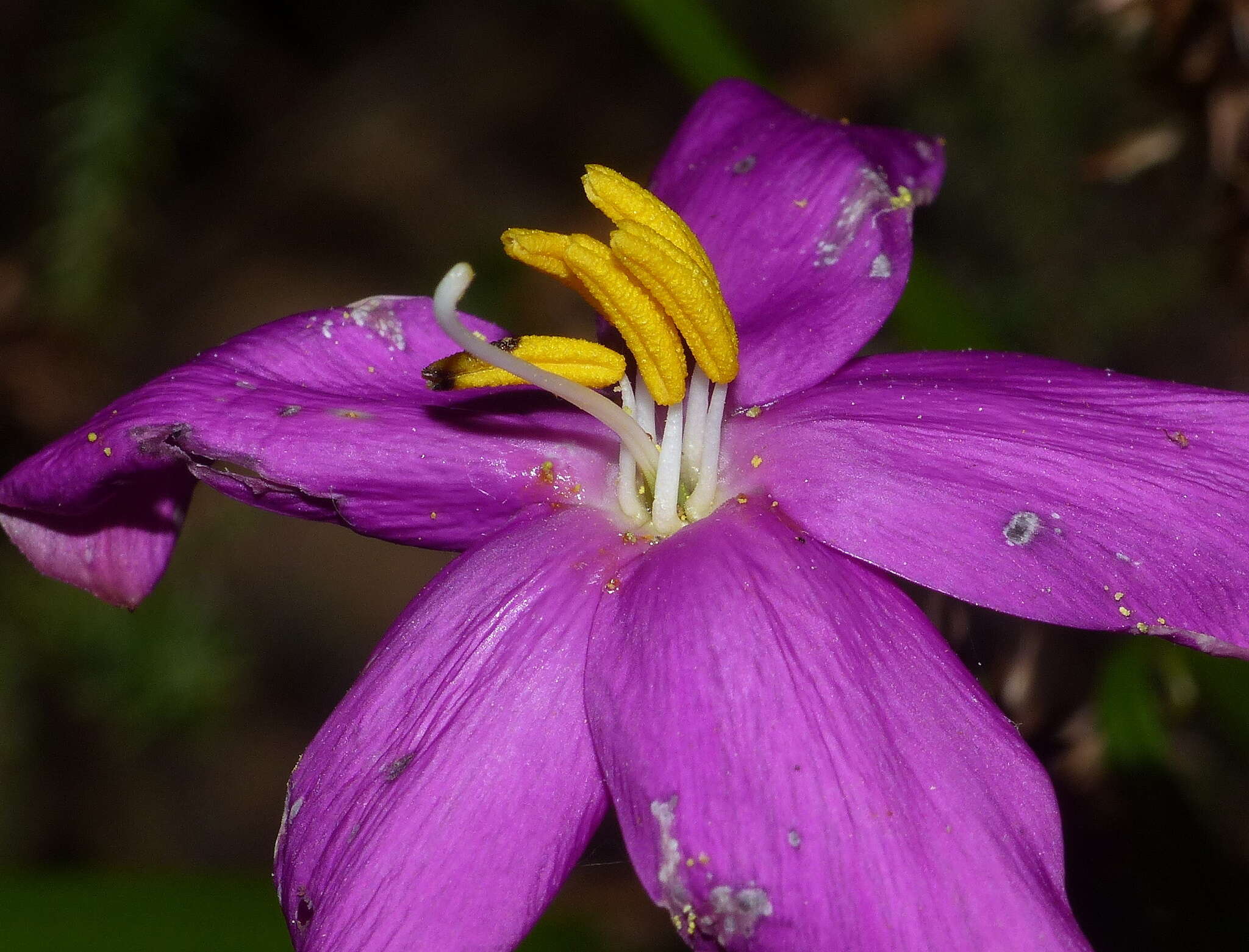 Image of Chironia tetragona L. fil.