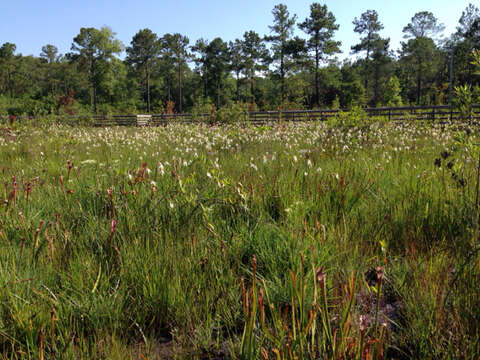 Image of starrush whitetop