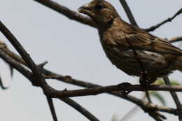 Haemorhous mexicanus frontalis (Say 1822)的圖片