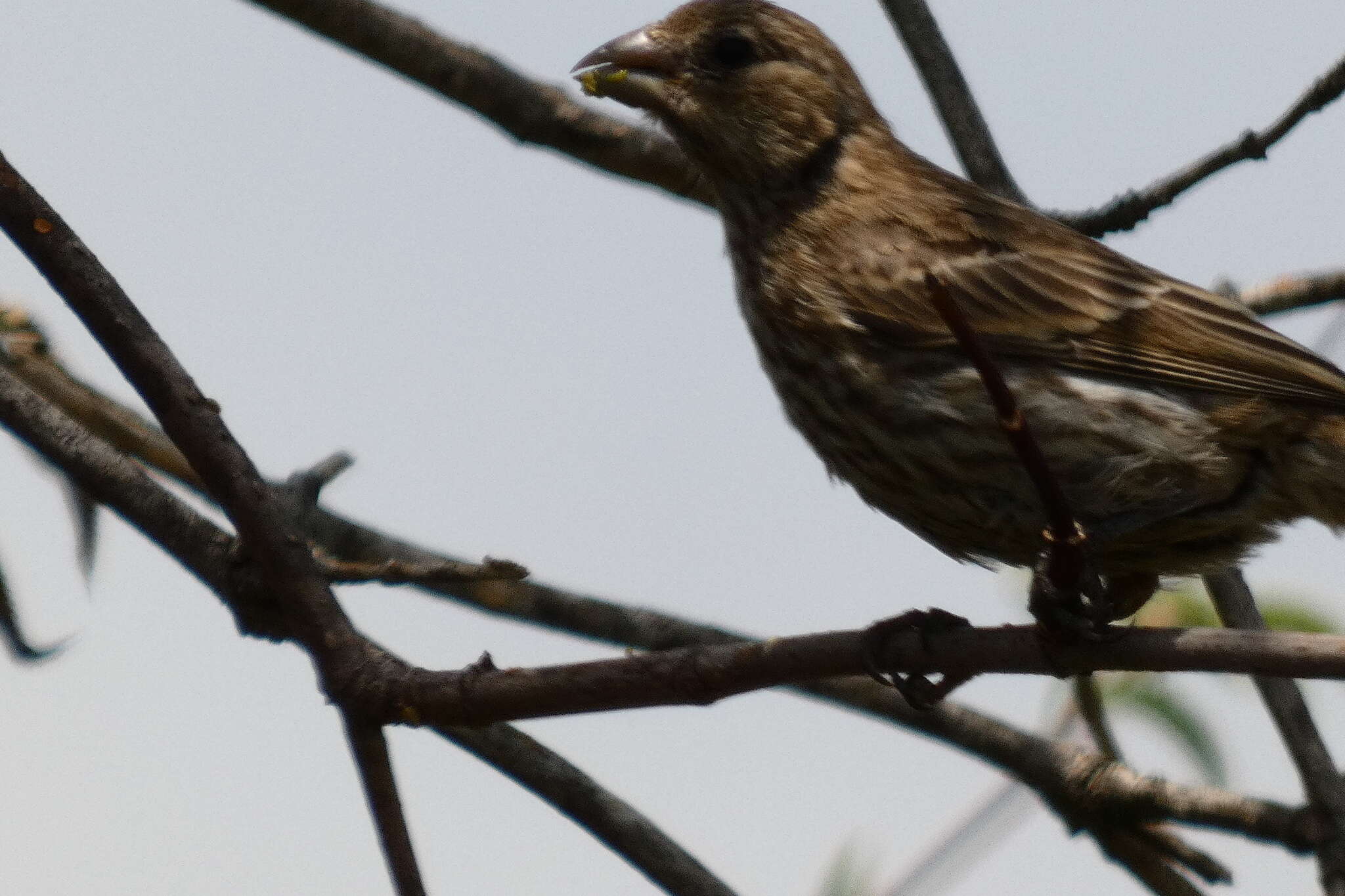 Haemorhous mexicanus frontalis (Say 1822)的圖片