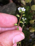 Image of Myosotis forsteri Lehm.