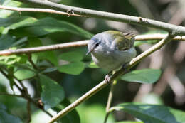 Image of Tennessee Warbler