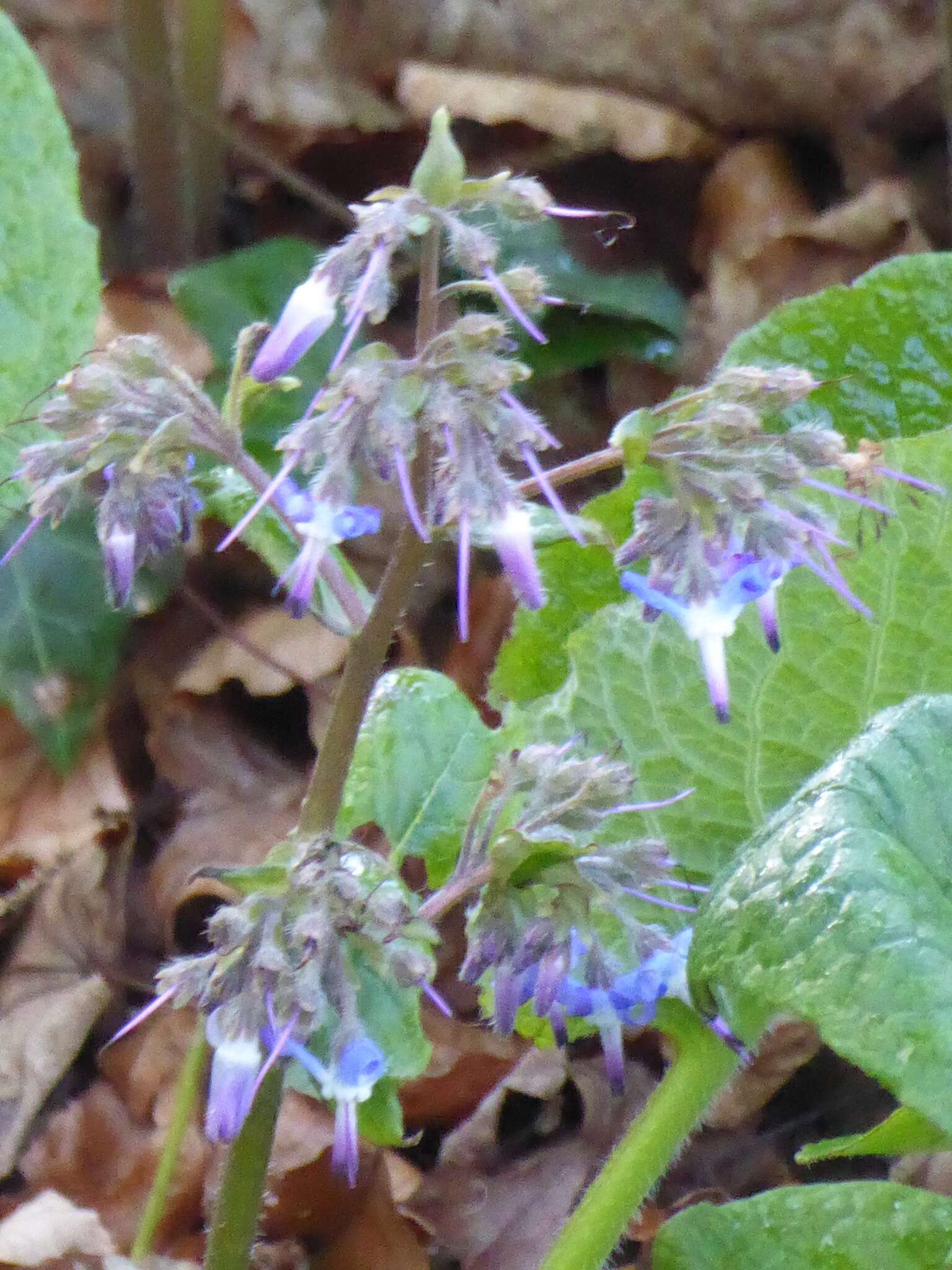 Слика од Trachystemon orientalis (L.) G. Don