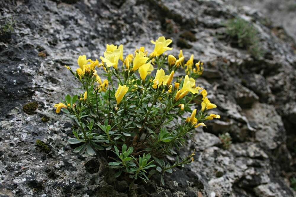 Imagem de Linum arboreum L.