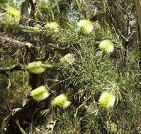 Sivun Callistemon pachyphyllus Cheel kuva