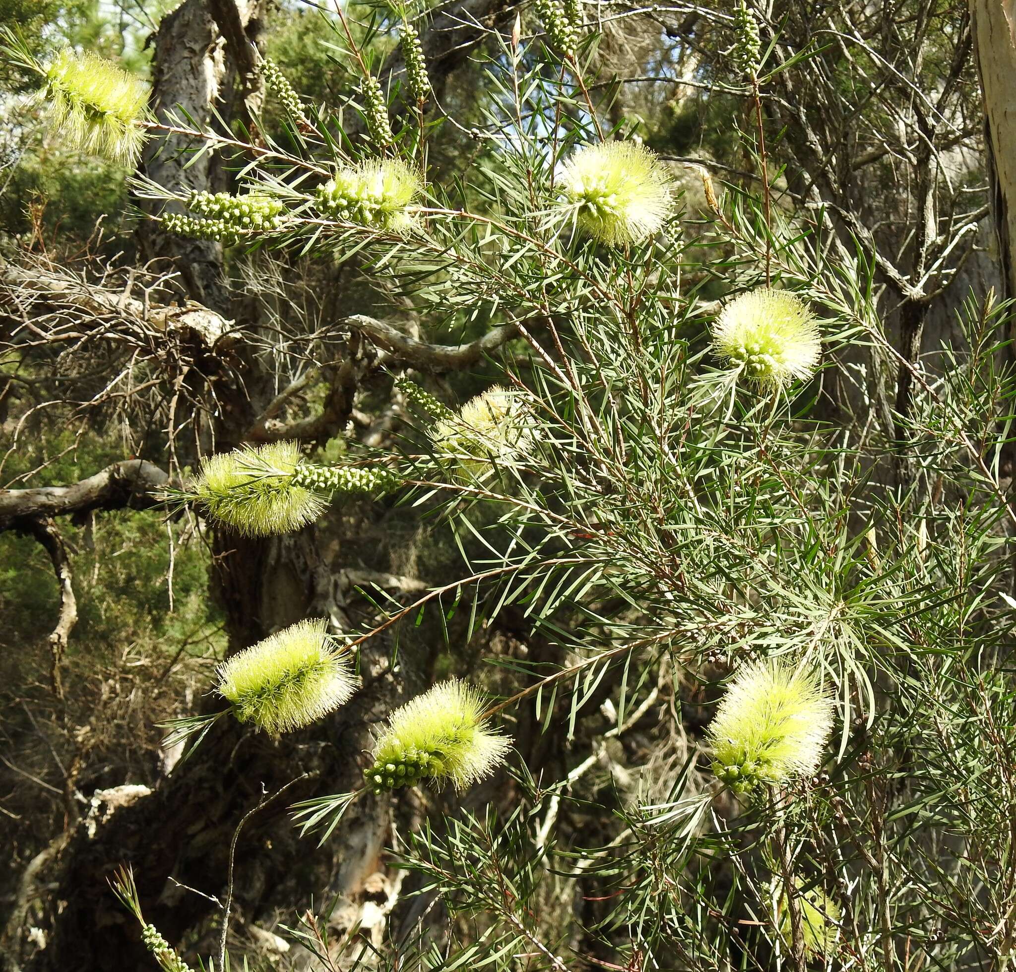 Sivun Callistemon pachyphyllus Cheel kuva