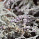 Image of Ptilotus royceanus Benl