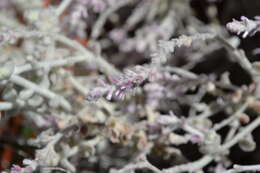 Image of Ptilotus royceanus Benl