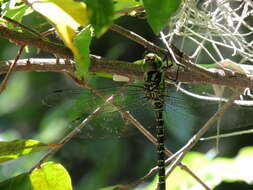 Image of Regal Darner