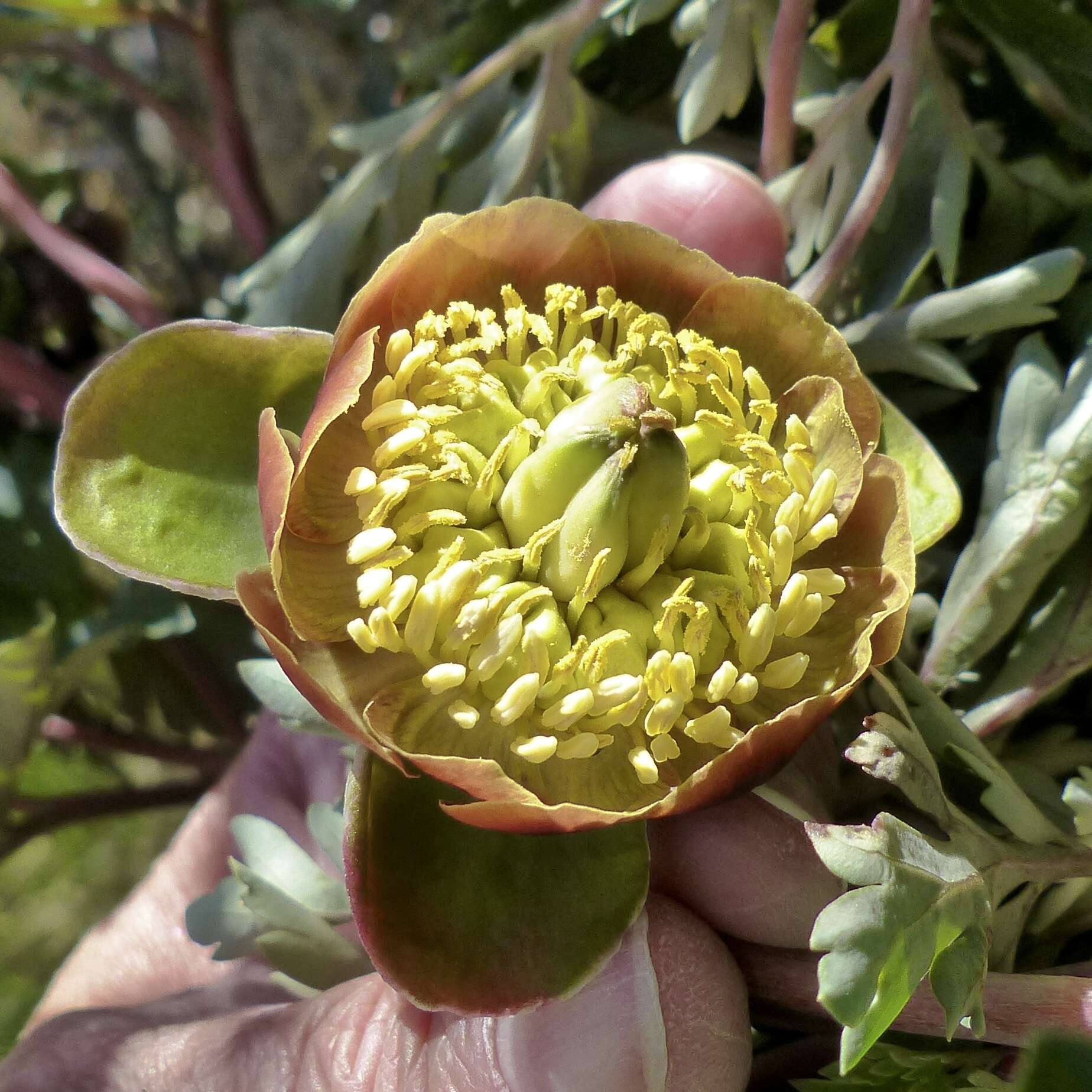 Image of Brown's peony