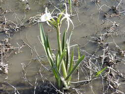 Image of spring spiderlily