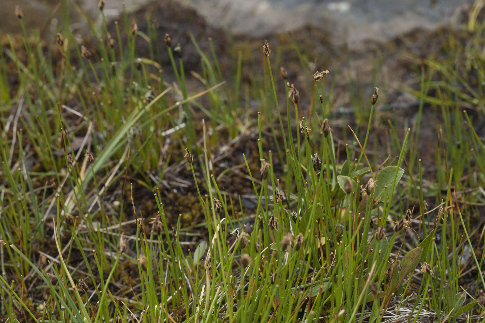 Imagem de Eleocharis quinqueflora (Hartmann) O. Schwarz