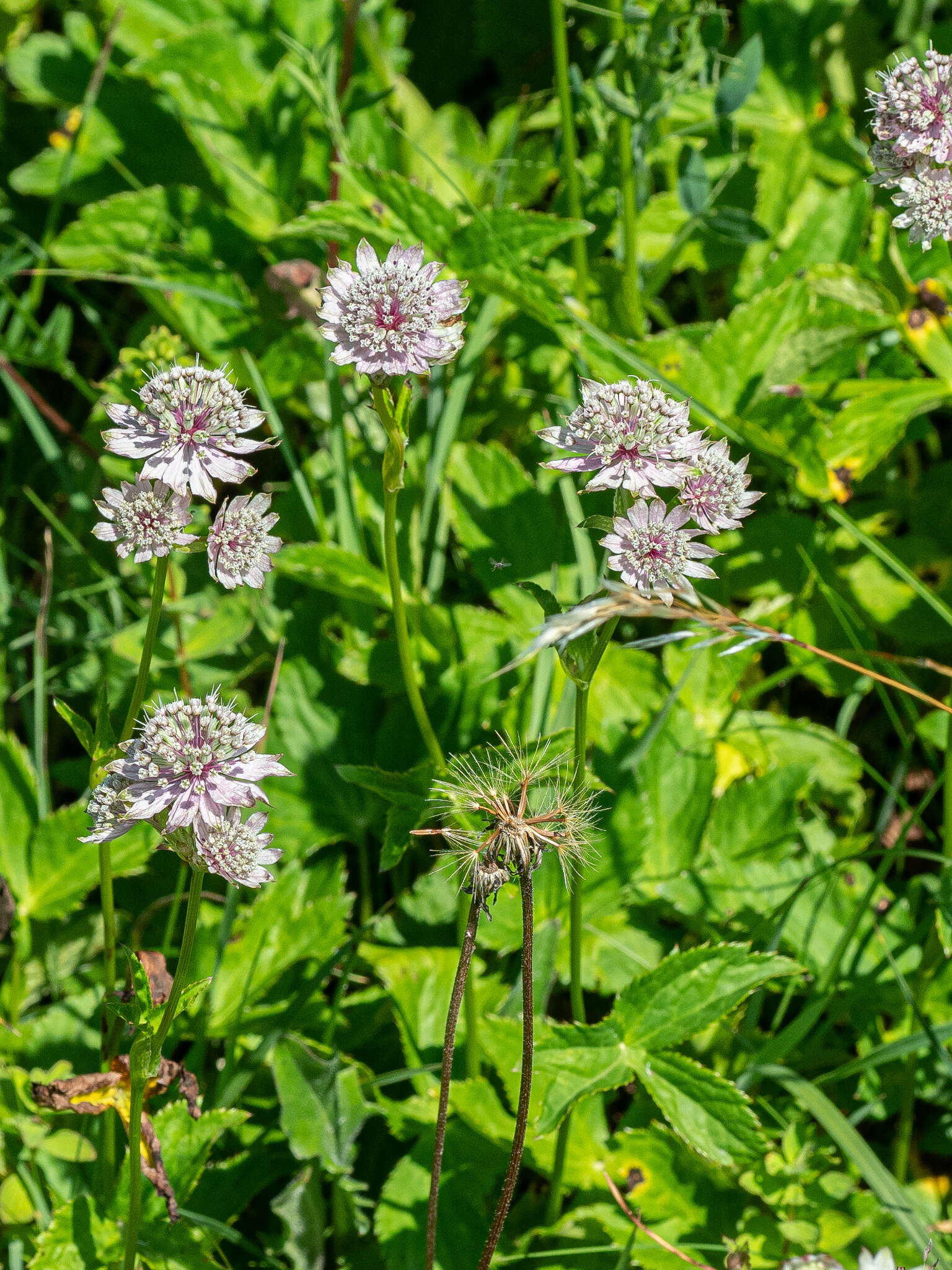 Imagem de Astrantia major subsp. involucrata (W. D. J. Koch) Ces.