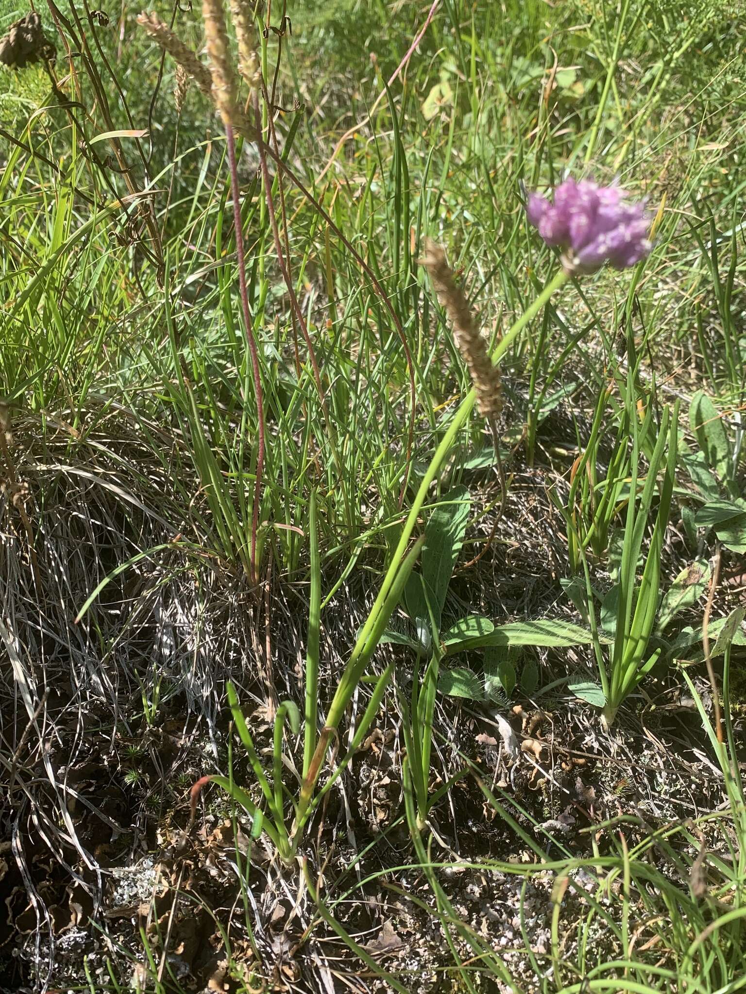 Image of <i>Allium <i>schoenoprasum</i></i> subsp. schoenoprasum