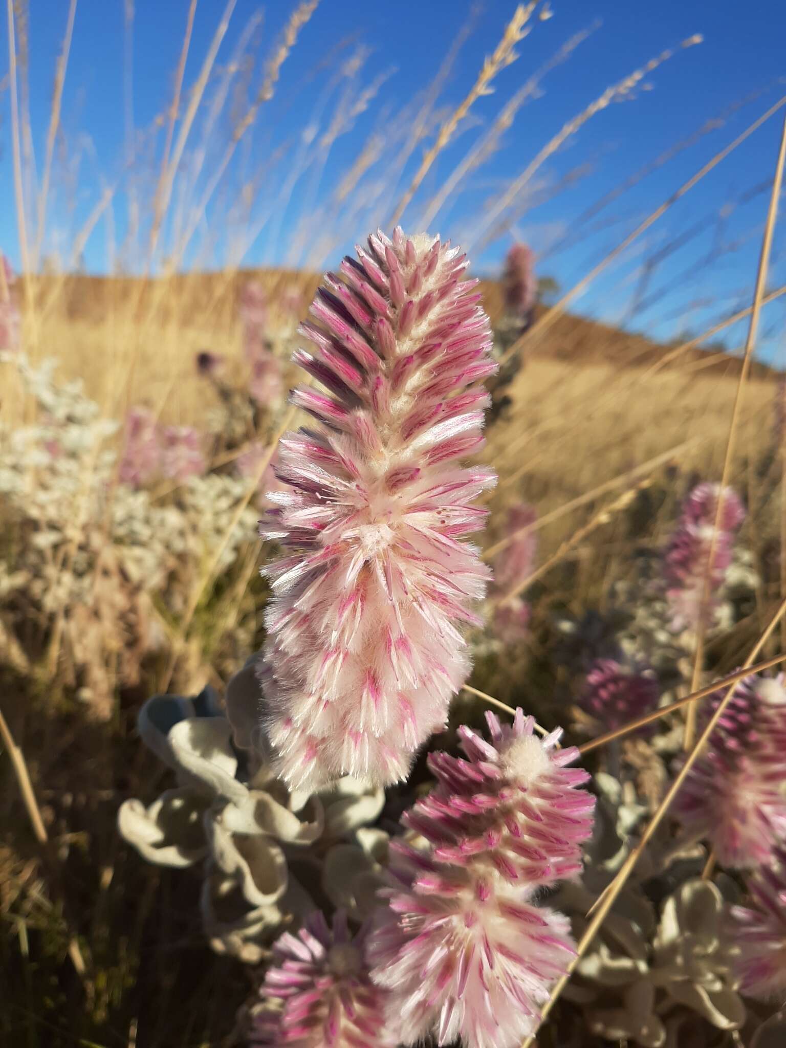 Image of Ptilotus rotundifolius (F. Müll.) F. Müll.