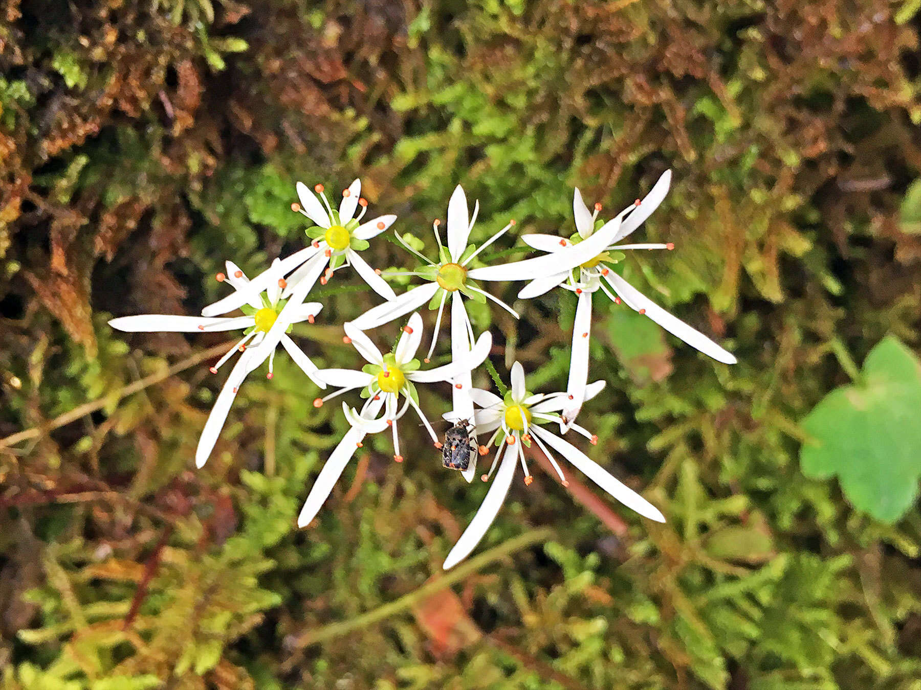 Plancia ëd Saxifraga fortunei var. alpina (Matsumura & Nakai) Nakai