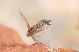 Image of Short-tailed Grasswren