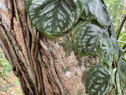 Monstera tuberculata var. brevinoda (Standl. & L. O. Williams) Madison的圖片