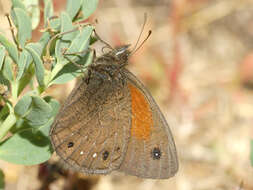 Image of <i>Cosmosatyrus <i>leptoneuroides</i></i> leptoneuroides