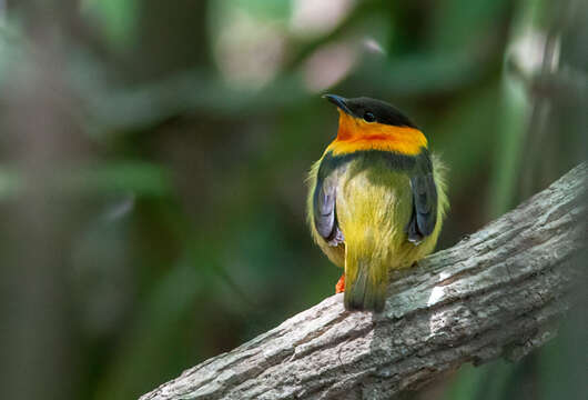 Image of Orange-collared Manakin