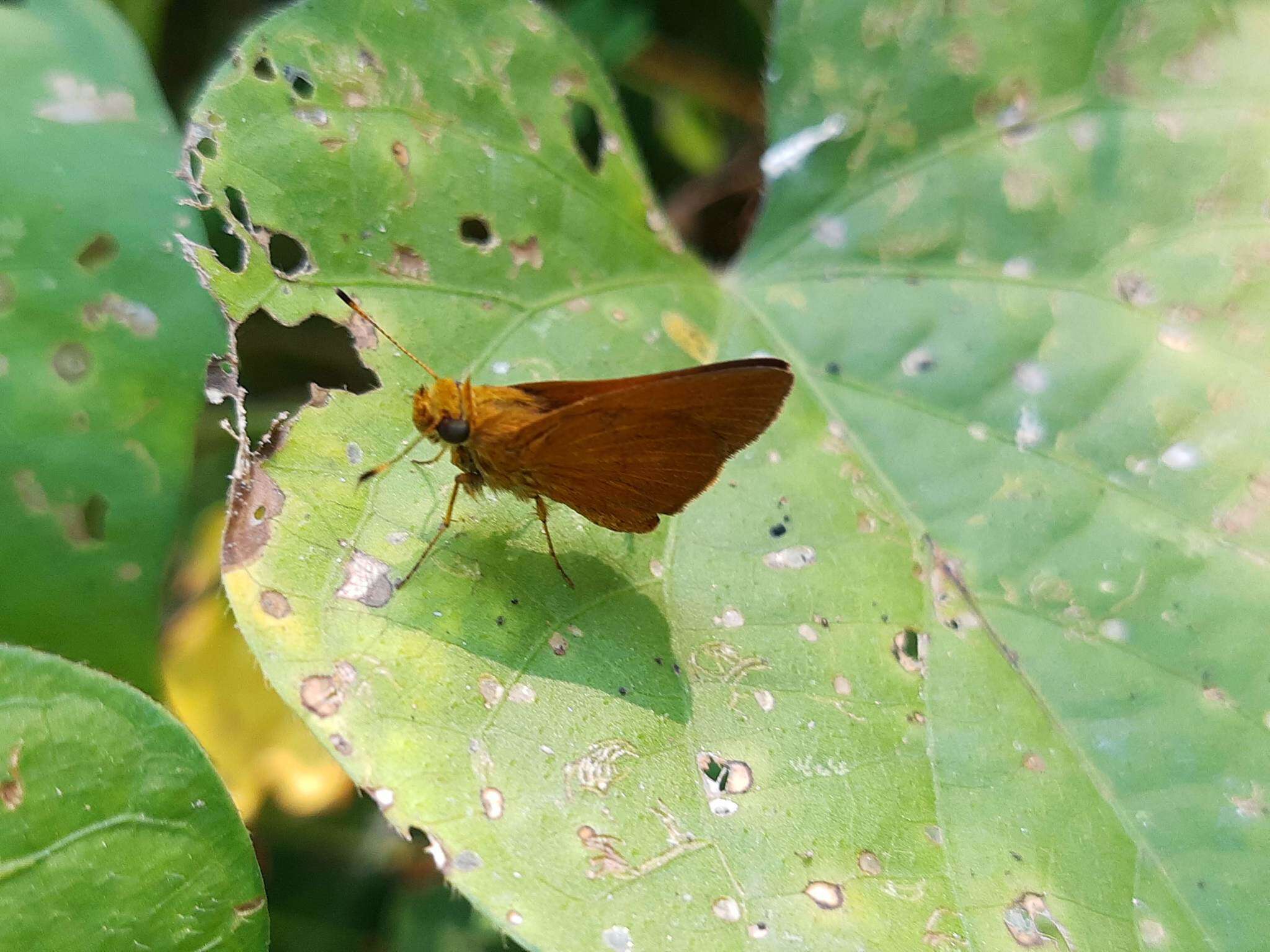 Слика од Zariaspes mythecus Godman 1900