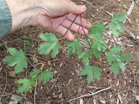 صورة Acer glabrum var. torreyi (Greene) Smiley