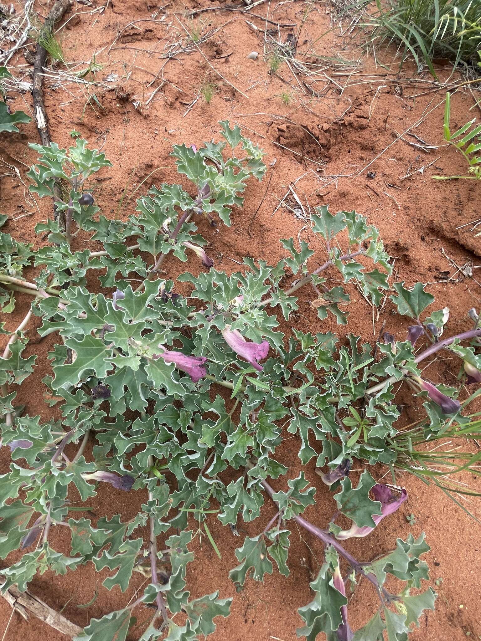 Image of devil's claw