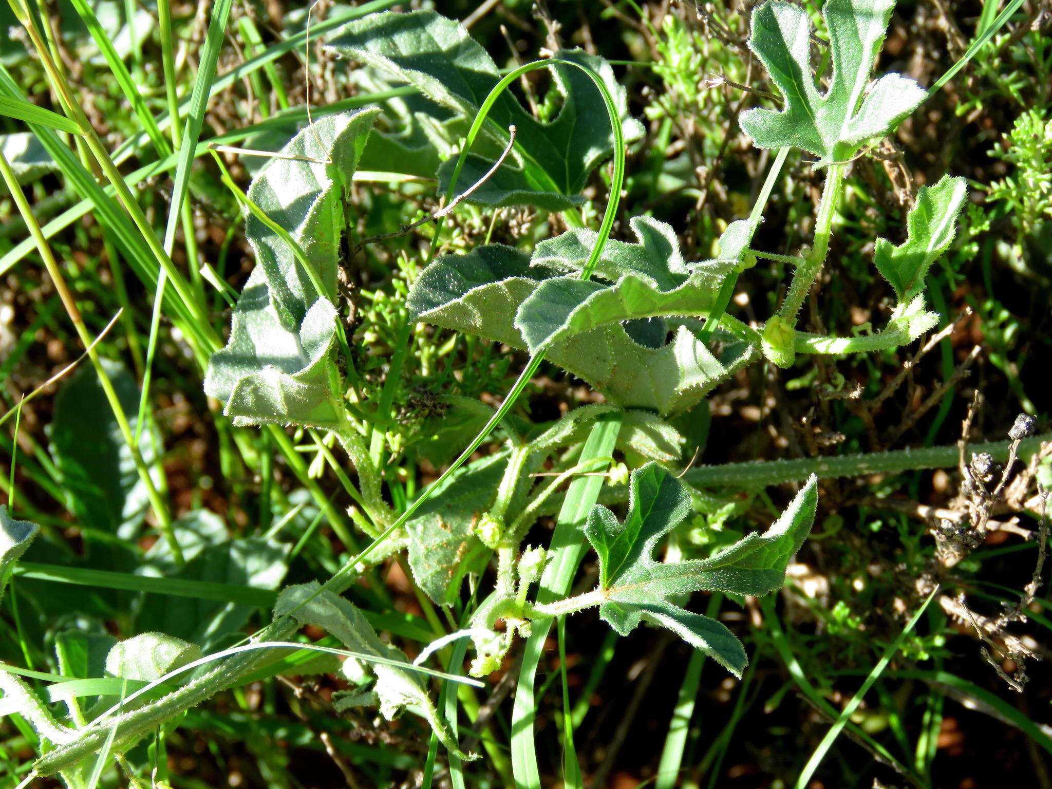 Image de Cucumis zeyheri Sond.