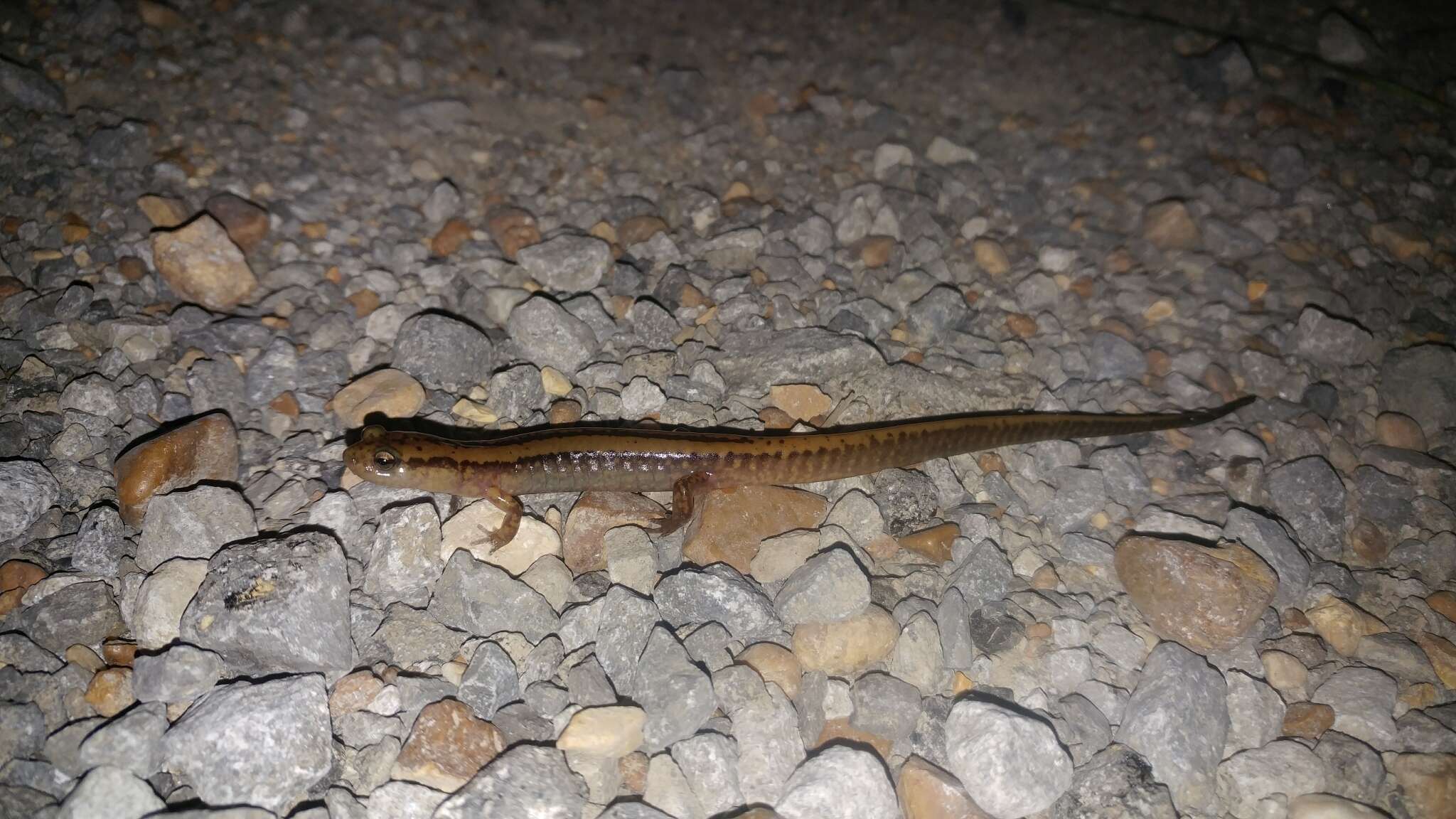 Image of Three-lined Salamander