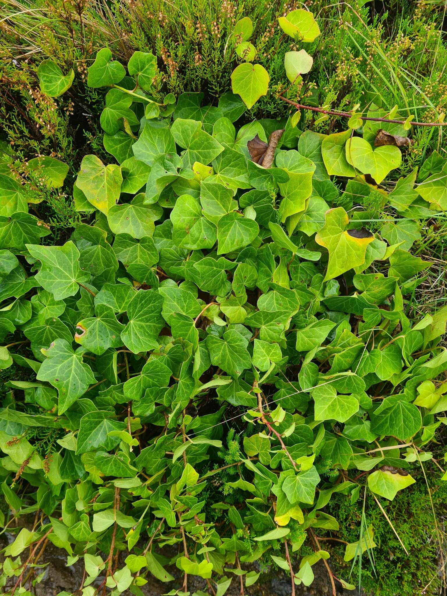 Imagem de Hedera azorica Carrière