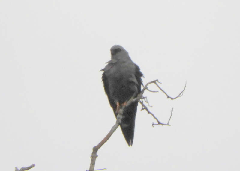 Image of Plumbeous Kite