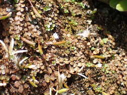 Image of Epilobium komarovianum Leveille