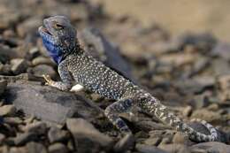 Image of Trapelus boehmei Wagner, Melville, Wilms & Schmitz 2011