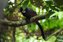 Image de Tamarin à manteau rouge