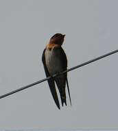 Image of Hirundo tahitica namiyei (Stejneger 1887)