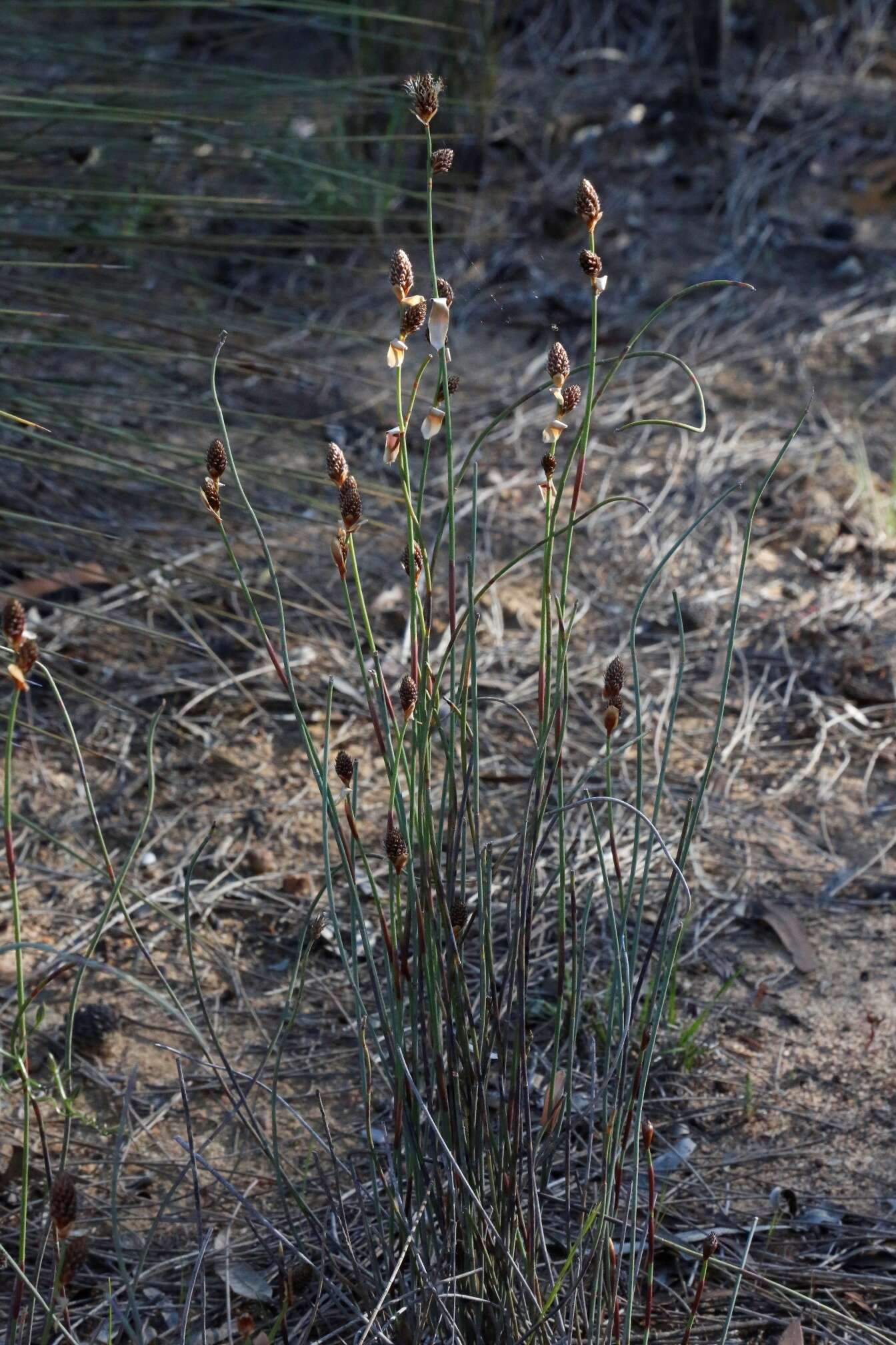 Image de Lepidobolus preissianus Nees