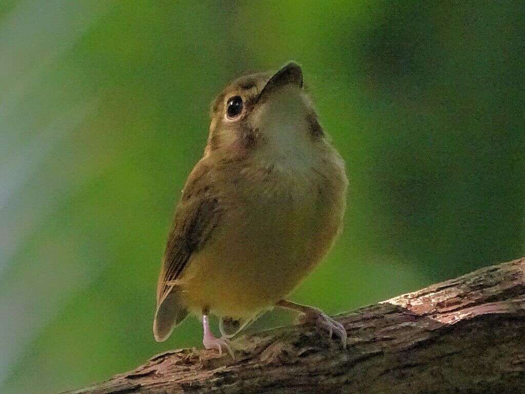 Image of Stub-tailed Spadebill