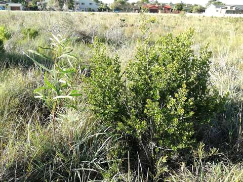 Image of Searsia lucida scoparia (Eckl. & Zeyh.) Moffett