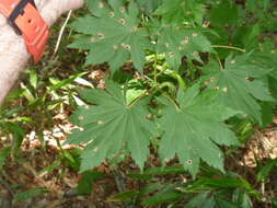 Image of Keijo Maple