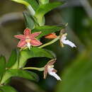 صورة Trichoglottis philippinensis Lindl.