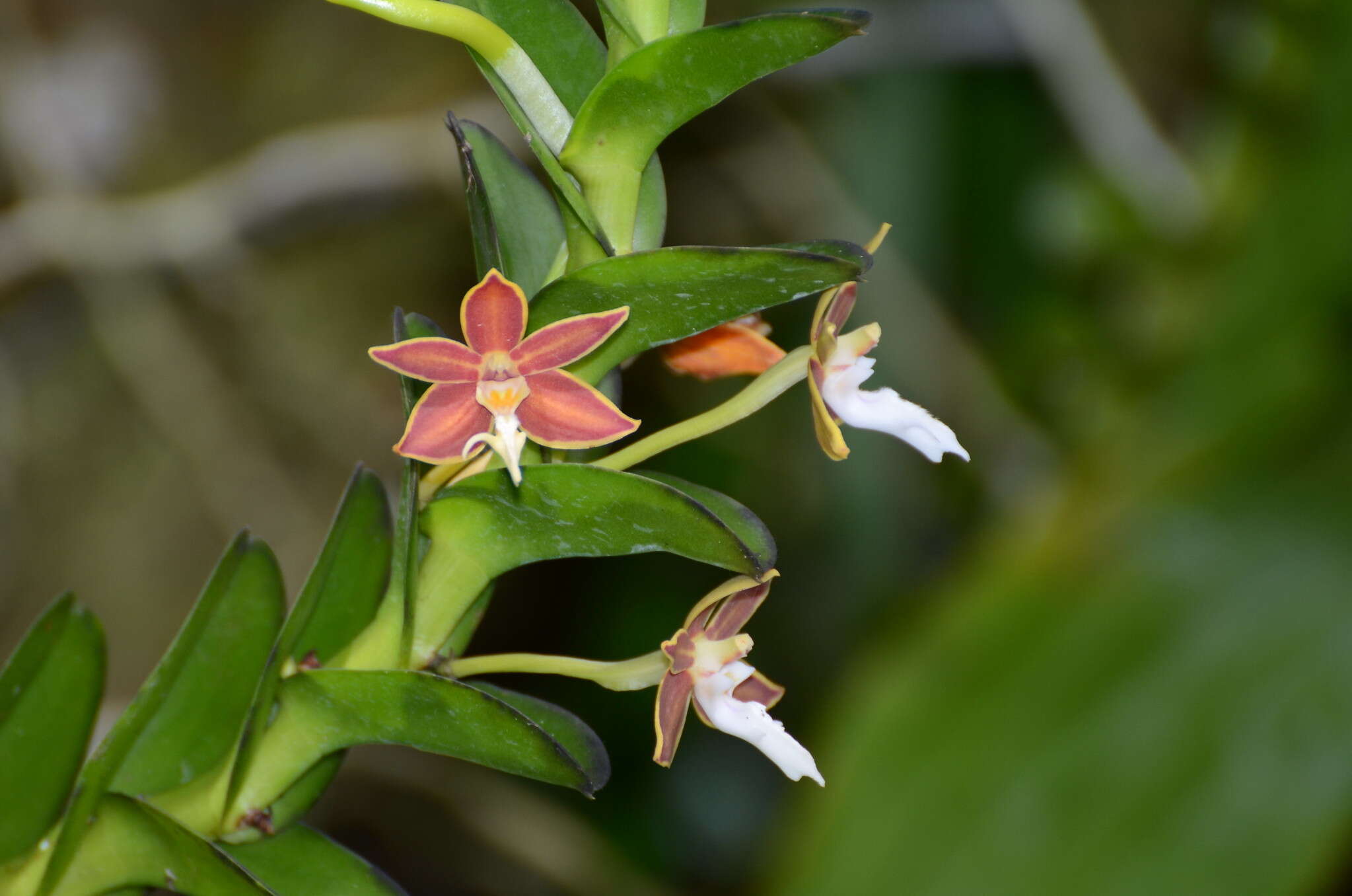 Trichoglottis philippinensis Lindl. resmi