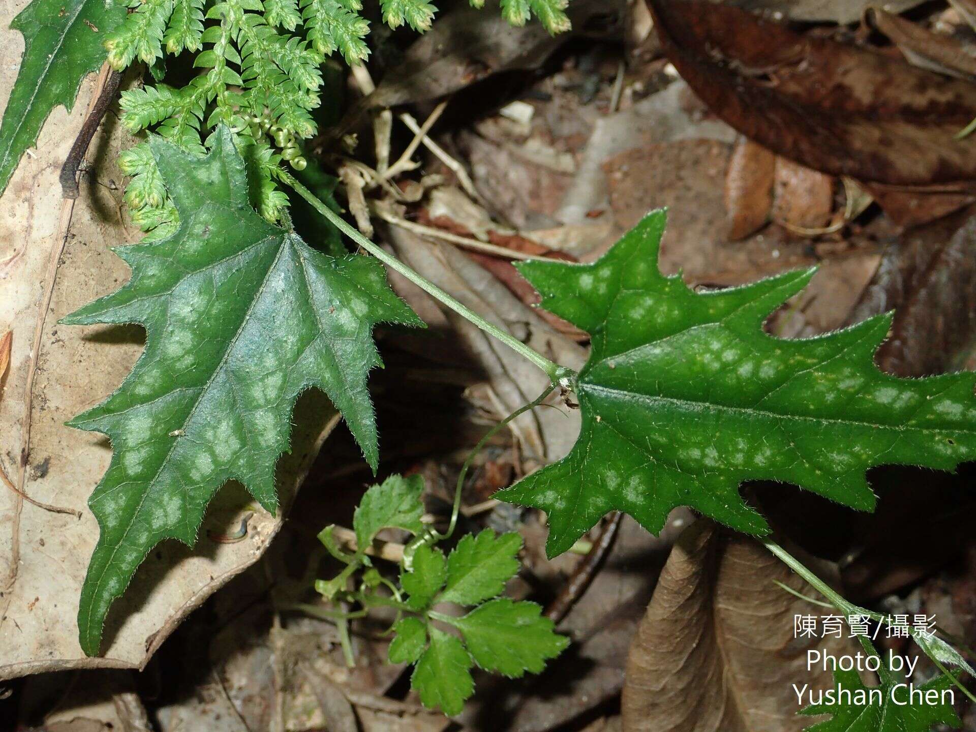 Image of Trichosanthes homophylla Hayata