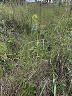 Image of Large yellow moraea