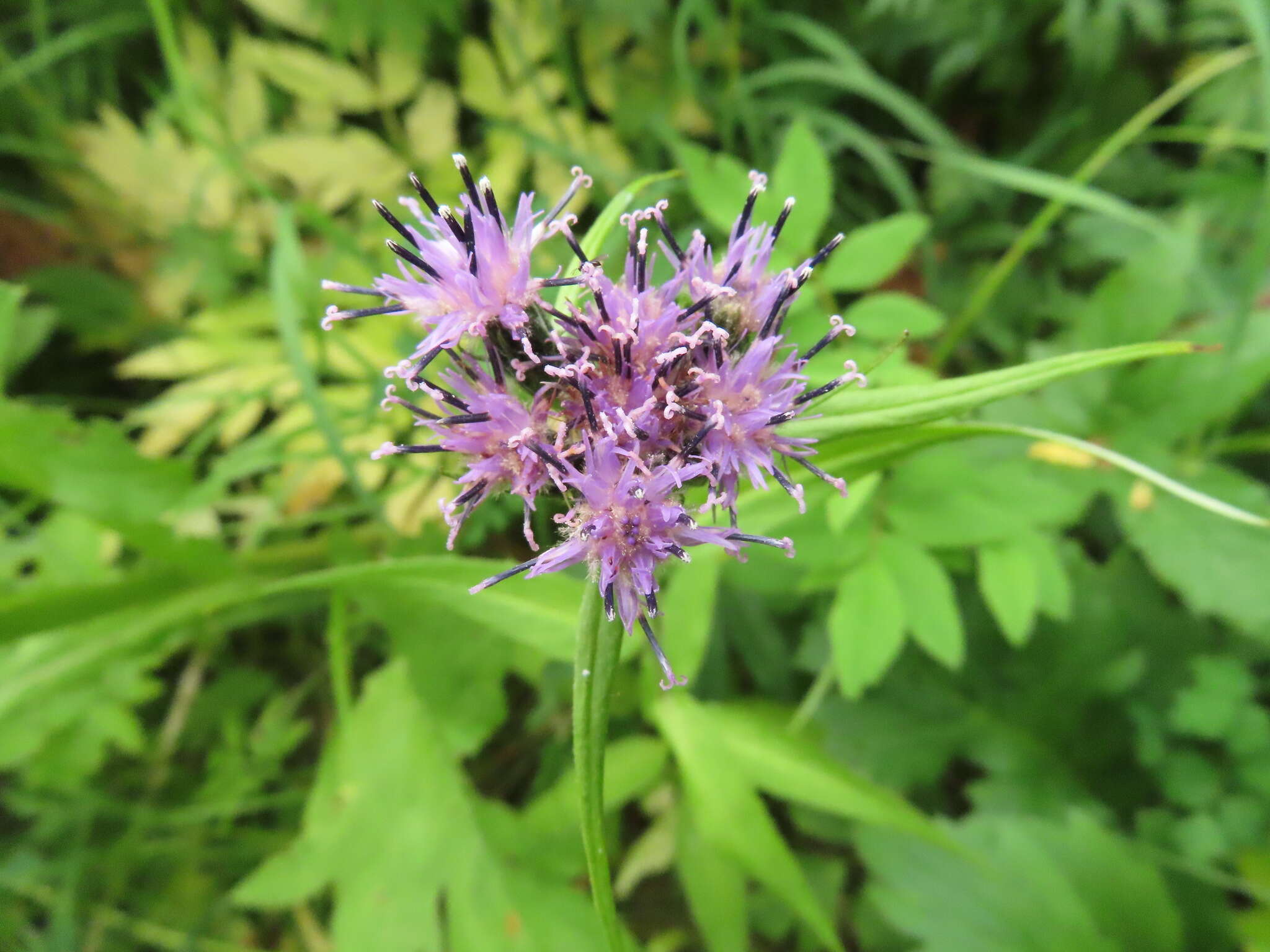 Image of Saussurea nuda var. oxyodonta (Hult.) Worosch.