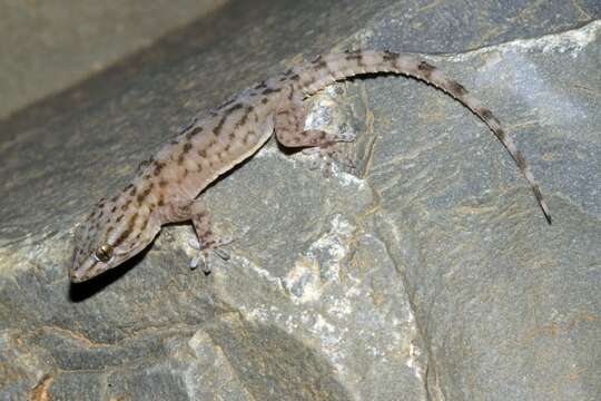 Image of Morocco Wall Gecko